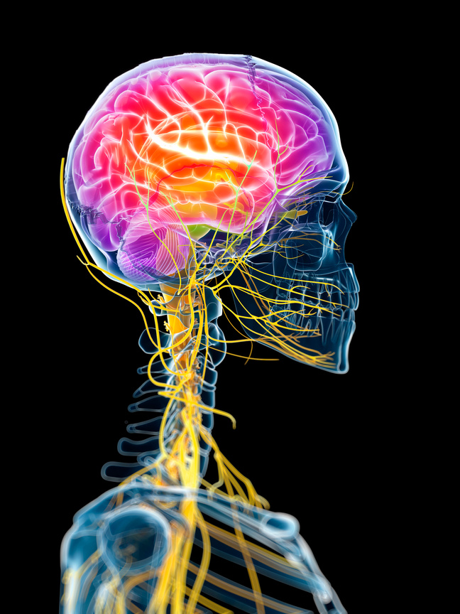 Body systems / frequency graphic